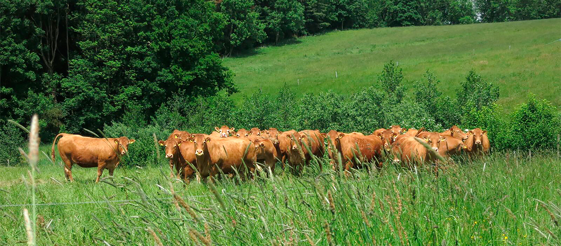 Kühe im hohen Gras